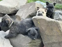 Oregon Cherry, a female Cairn Terrier for sale in Albany, OR – Photo 6 of 8