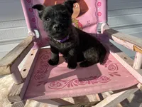 Oregon Cherry, a female Cairn Terrier for sale in Albany, OR – Photo 3 of 8