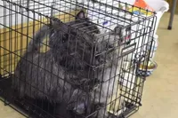 Oregon Cherry, a female Cairn Terrier for sale in Albany, OR – Photo 7 of 8