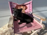 Oregon Cherry, a female Cairn Terrier for sale in Albany, OR – Photo 5 of 8