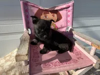 Oregon Cherry, a female Cairn Terrier for sale in Albany, OR – Photo 4 of 8