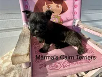 Oregon Cherry, a female Cairn Terrier for sale in Albany, OR – Photo 2 of 8