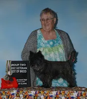 Oregon Cherry, a female Cairn Terrier for sale in Albany, OR – Photo 8 of 8