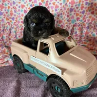 Oregon Rocko, a male Cavalier King Charles Spaniel for sale in Albany, OR – Photo 2 of 7