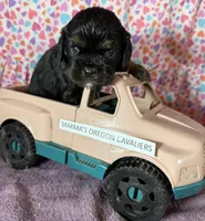 Oregon Rocko, a male Cavalier King Charles Spaniel for sale in Albany, OR – Photo 3 of 7