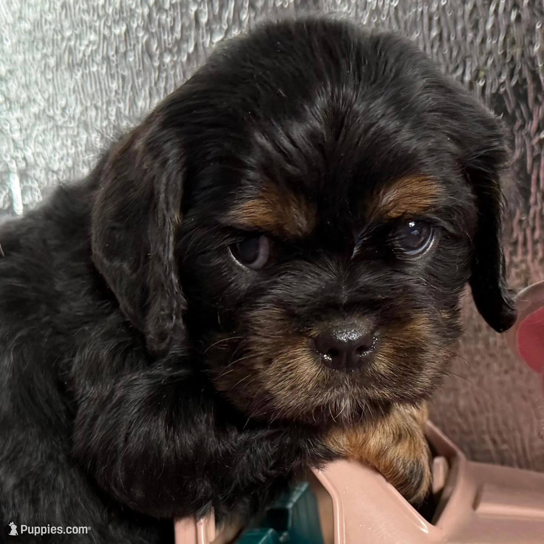 Oregon Rocko, a male Cavalier King Charles Spaniel for sale in Albany, OR – Photo 1 of 7