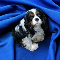 Oregon Rocko, a male Cavalier King Charles Spaniel for sale in Albany, OR – Photo 7 of 7