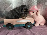 Oregon Whiskey , a male Cavalier King Charles Spaniel for sale in Albany, OR – Photo 2 of 4