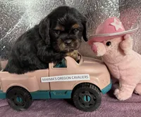 Oregon Whiskey , a male Cavalier King Charles Spaniel for sale in Albany, OR – Photo 1 of 4