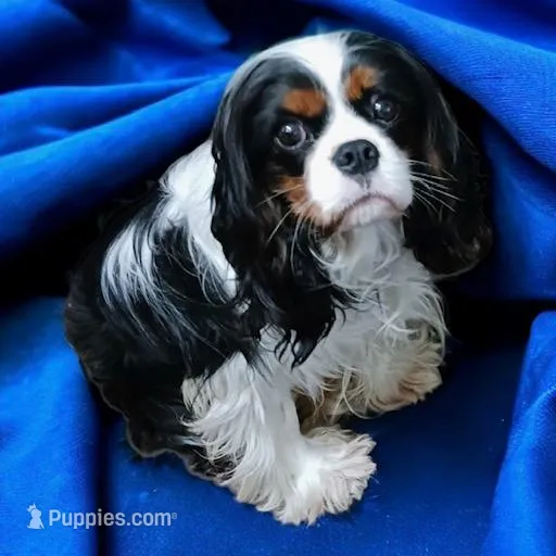 Oregon Diana, a female Cavalier King Charles Spaniel for sale in Albany, OR – Photo 7 of 7