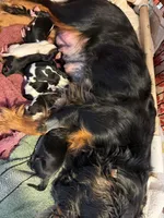 Oregon Diana, a female Cavalier King Charles Spaniel for sale in Albany, OR – Photo 6 of 7