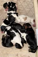 Oregon Diana, a female Cavalier King Charles Spaniel for sale in Albany, OR – Photo 3 of 7