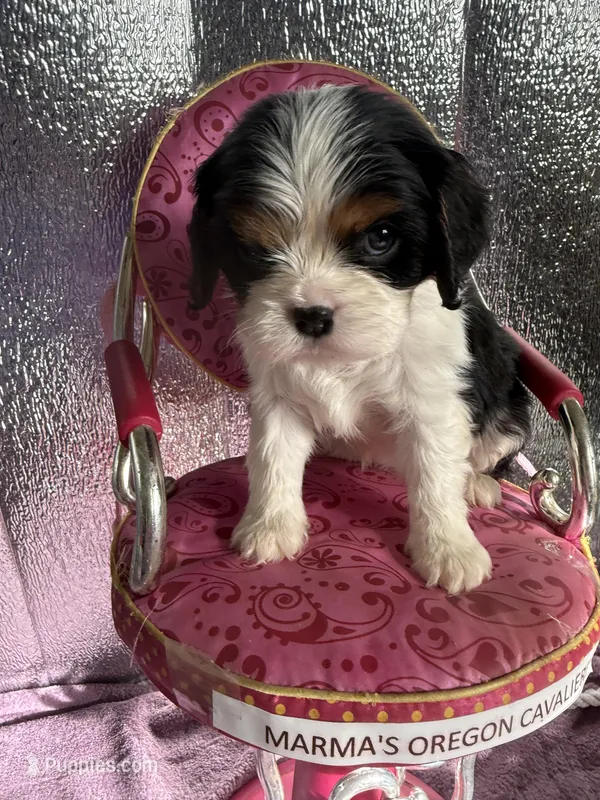 Oregon Diana, a female Cavalier King Charles Spaniel for sale in Albany, OR – Photo 1 of 7