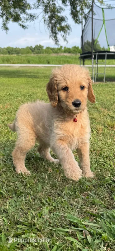Cherry – Goldendoodle puppy for sale in Larose, LA