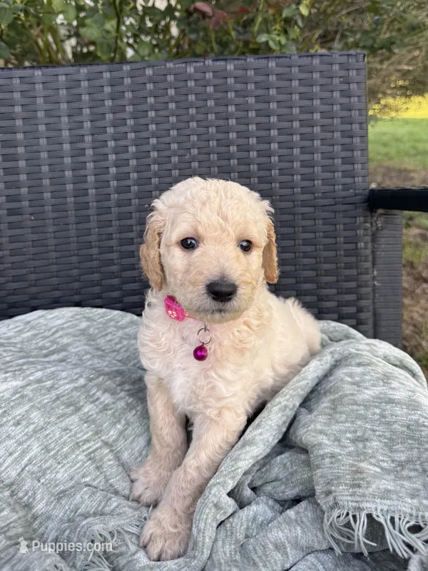 Raspberries  – Goldendoodle puppy for sale in Larose, LA