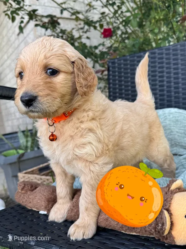 Tangerine  – Goldendoodle puppy for sale in Larose, LA