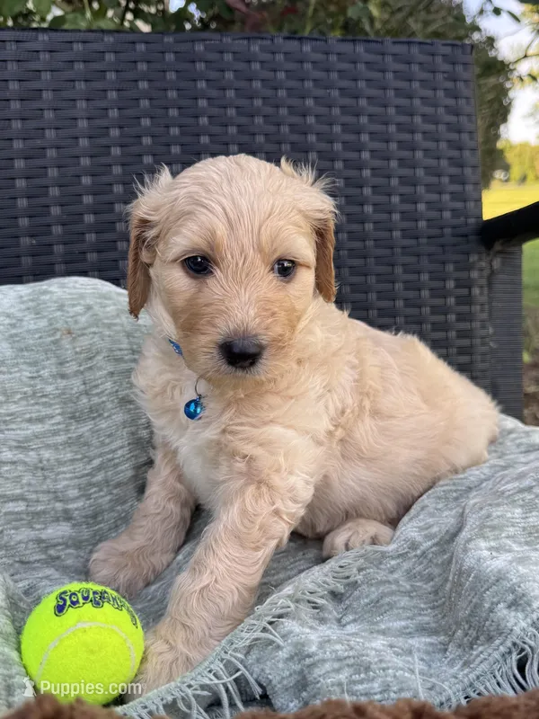Blueberry  – Goldendoodle puppy for sale in Larose, LA