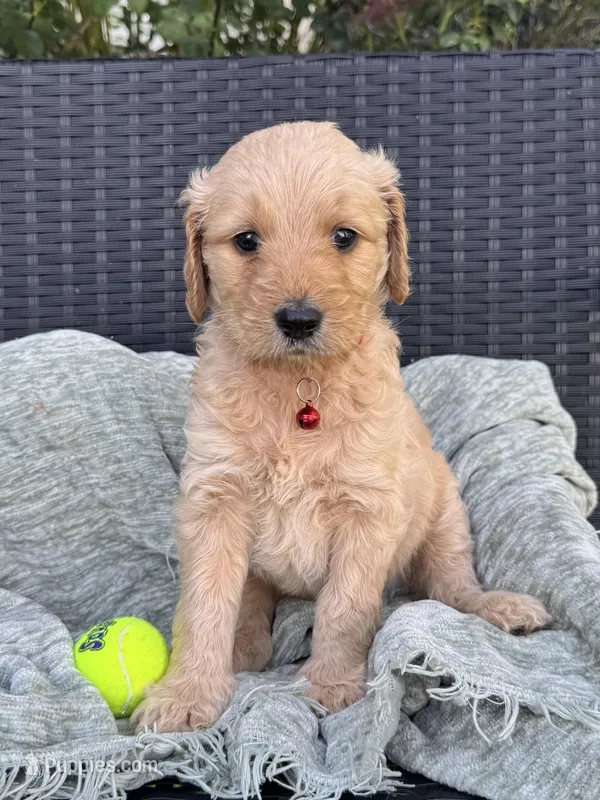 Cherry – Goldendoodle puppy for sale in Larose, LA