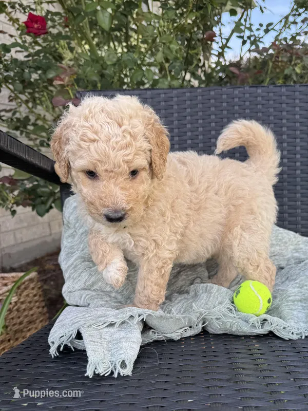 Lime – Goldendoodle puppy for sale in Larose, LA