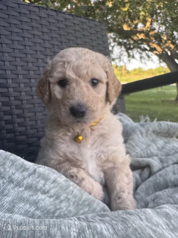 LEMON – Goldendoodle puppy for sale in Larose, LA