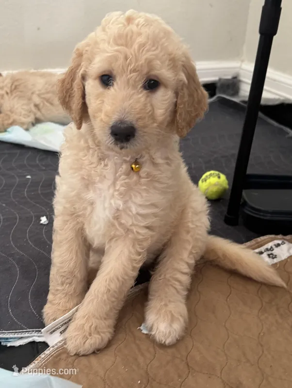 LEMON – Goldendoodle puppy for sale in Larose, LA
