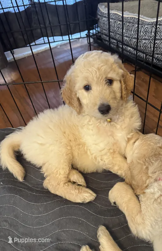 LEMON – Goldendoodle puppy for sale in Larose, LA