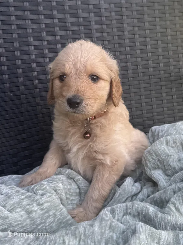 Coconut  – Goldendoodle puppy for sale in Larose, LA