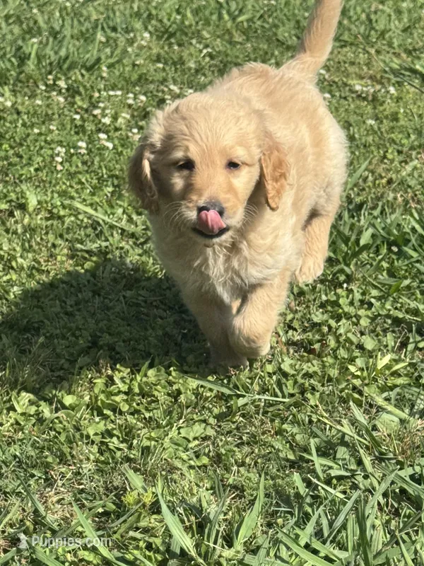 Coconut  – Goldendoodle puppy for sale in Larose, LA