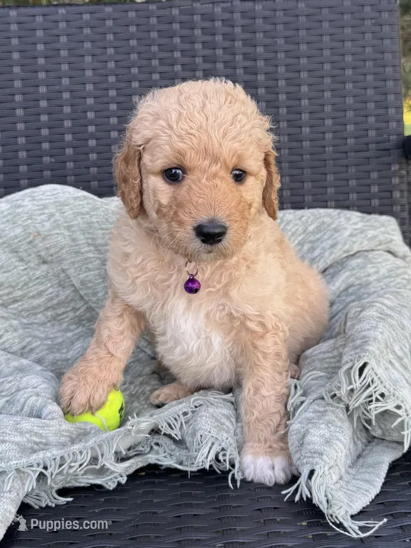 Plum – Goldendoodle puppy for sale in Larose, LA