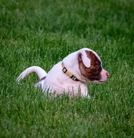 Bacchus, a female American Bulldog for sale in Centerburg, OH – Photo 8 of 9