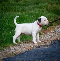 Bacchus, a female American Bulldog for sale in Centerburg, OH – Photo 7 of 9