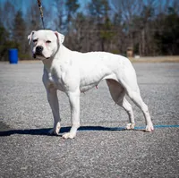 Bacchus, a female American Bulldog for sale in Centerburg, OH – Photo 4 of 9
