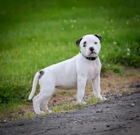 Bacchus, a female American Bulldog for sale in Centerburg, OH – Photo 1 of 9