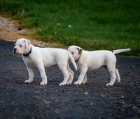 Bacchus, a female American Bulldog for sale in Centerburg, OH – Photo 5 of 9