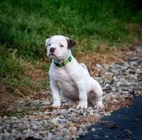 Bacchus, a female American Bulldog for sale in Centerburg, OH – Photo 9 of 9