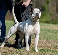 Bacchus, a female American Bulldog for sale in Centerburg, OH – Photo 3 of 9