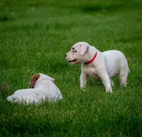 Bacchus, a female American Bulldog for sale in Centerburg, OH – Photo 6 of 9