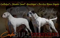 Bacchus, a female American Bulldog for sale in Centerburg, OH – Photo 2 of 9