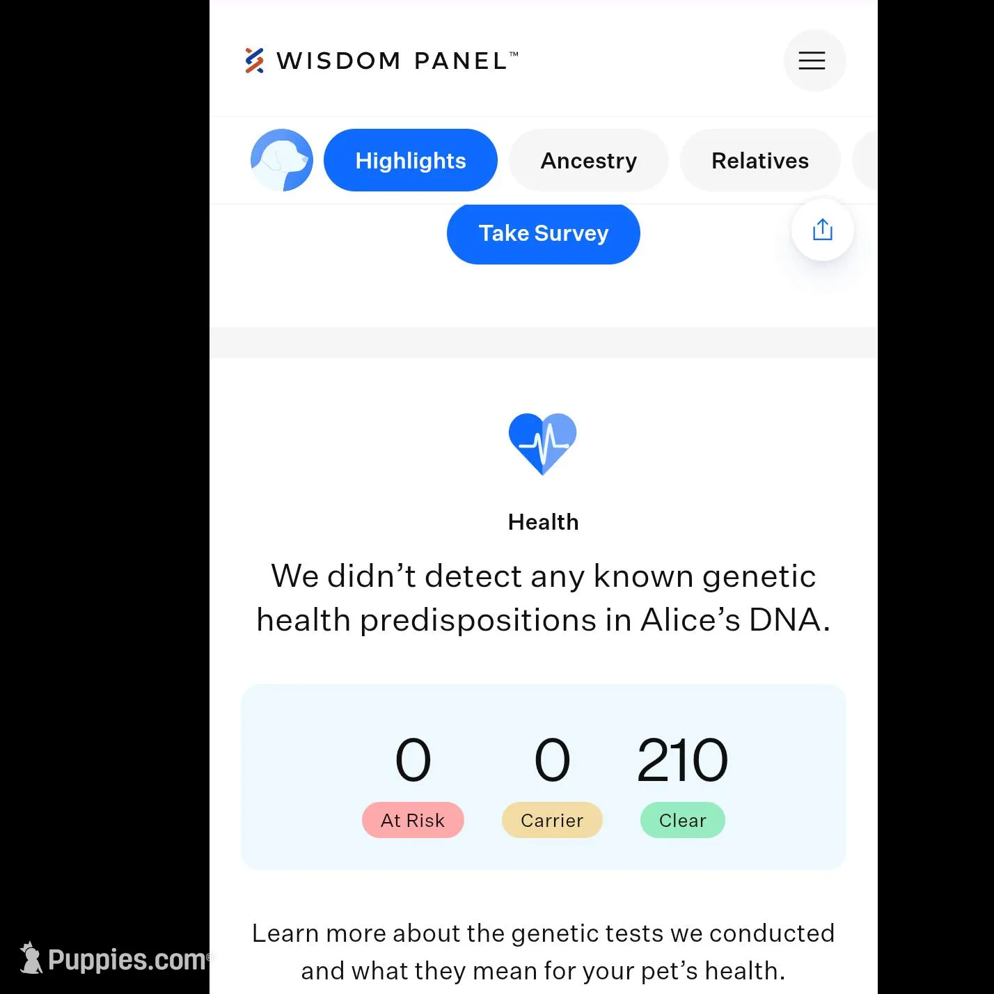 Female 3, a female Aussiedoodle for sale in Wilton, CA – Photo 3 of 7