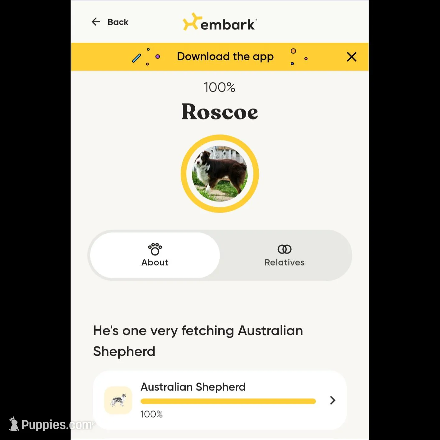 Female 3, a female Aussiedoodle for sale in Wilton, CA – Photo 6 of 7