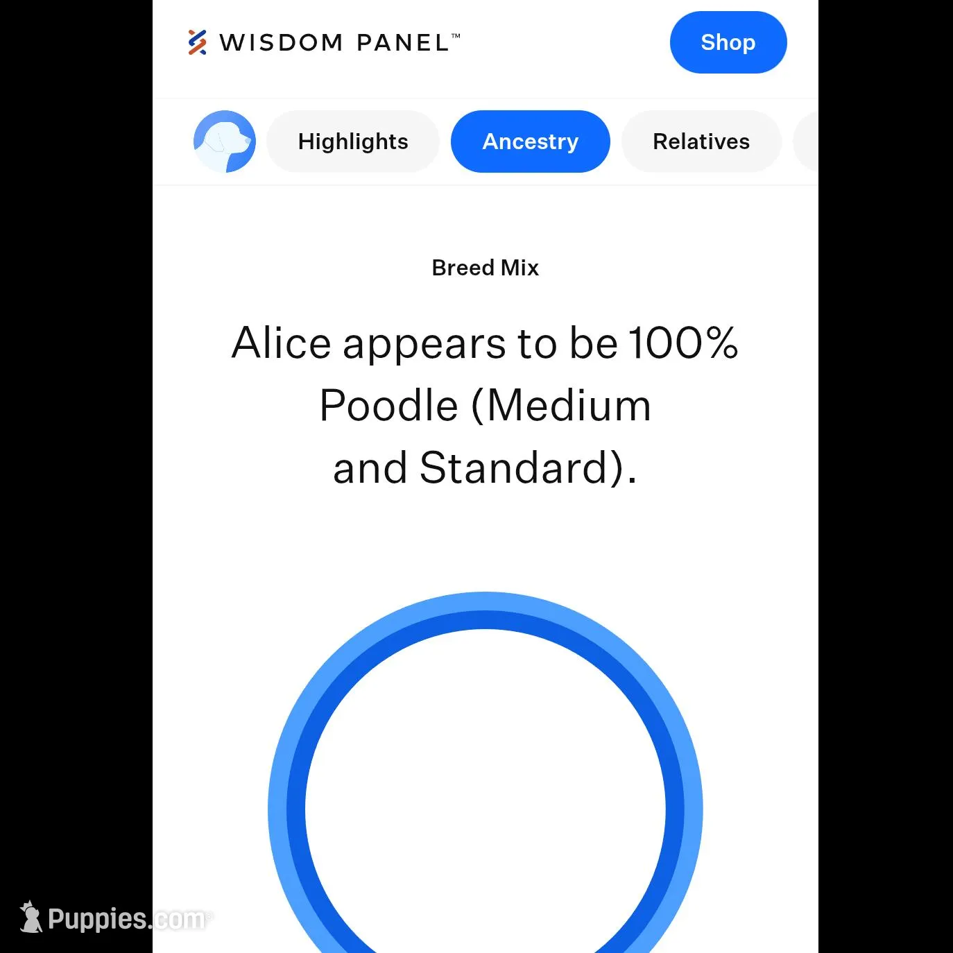 Female 3, a female Aussiedoodle for sale in Wilton, CA – Photo 4 of 7