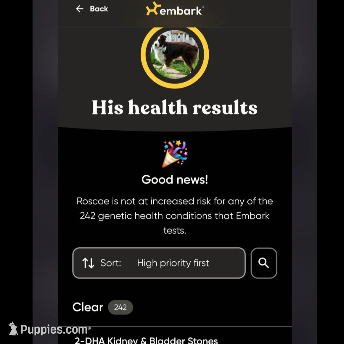 Female 3, a female Aussiedoodle for sale in Wilton, CA – Photo 7 of 7