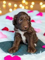Female 3, a female Aussiedoodle for sale in Wilton, CA – Photo 1 of 7