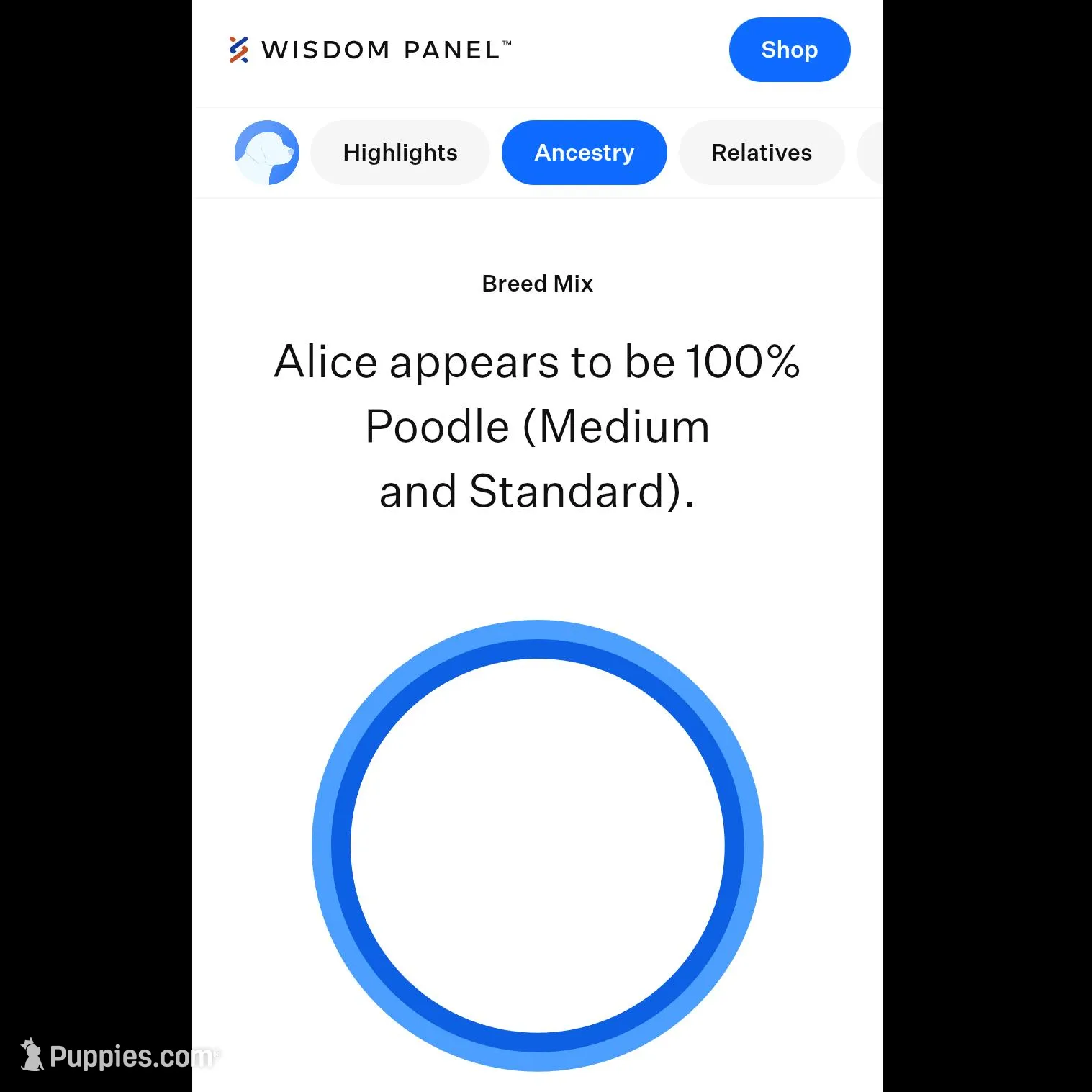 Male 1, a male Aussiedoodle for sale in Wilton, CA – Photo 3 of 7