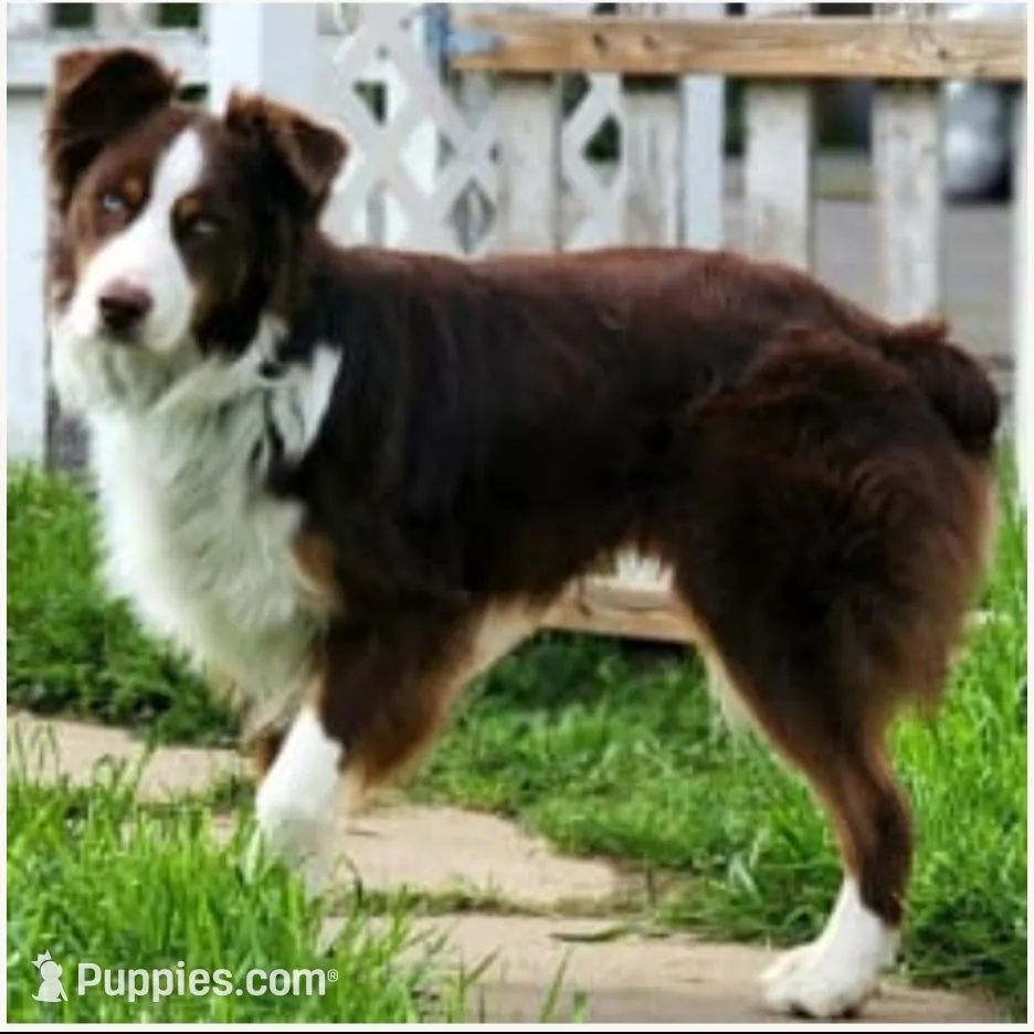 Male 1, a male Aussiedoodle for sale in Wilton, CA – Photo 5 of 7