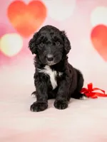 Male 1, a male Aussiedoodle for sale in Wilton, CA – Photo 1 of 7