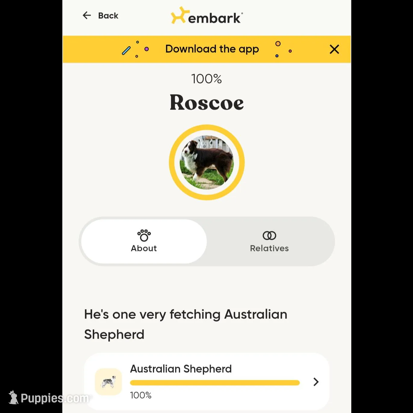 Male 1, a male Aussiedoodle for sale in Wilton, CA – Photo 6 of 7