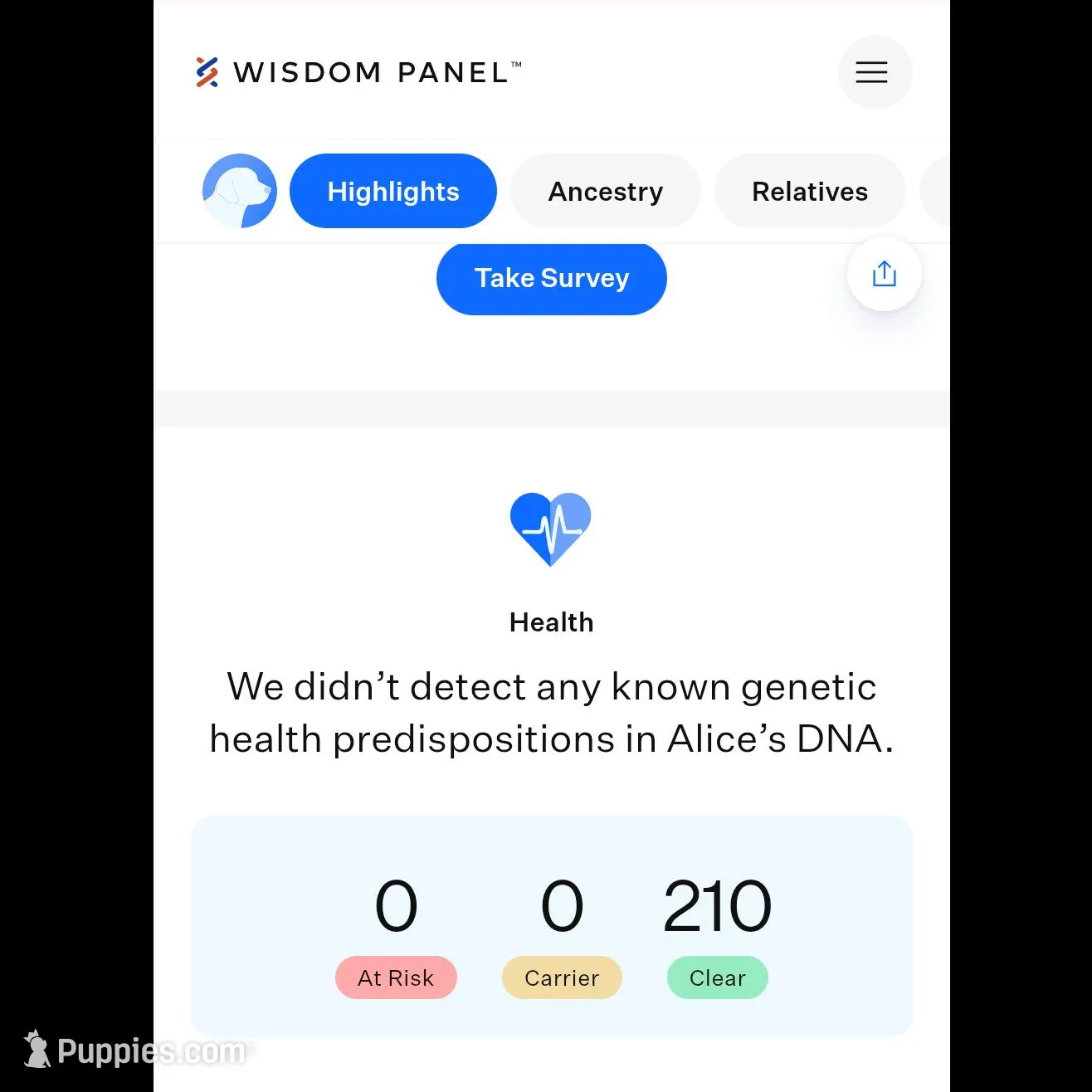 Male 1, a male Aussiedoodle for sale in Wilton, CA – Photo 4 of 7