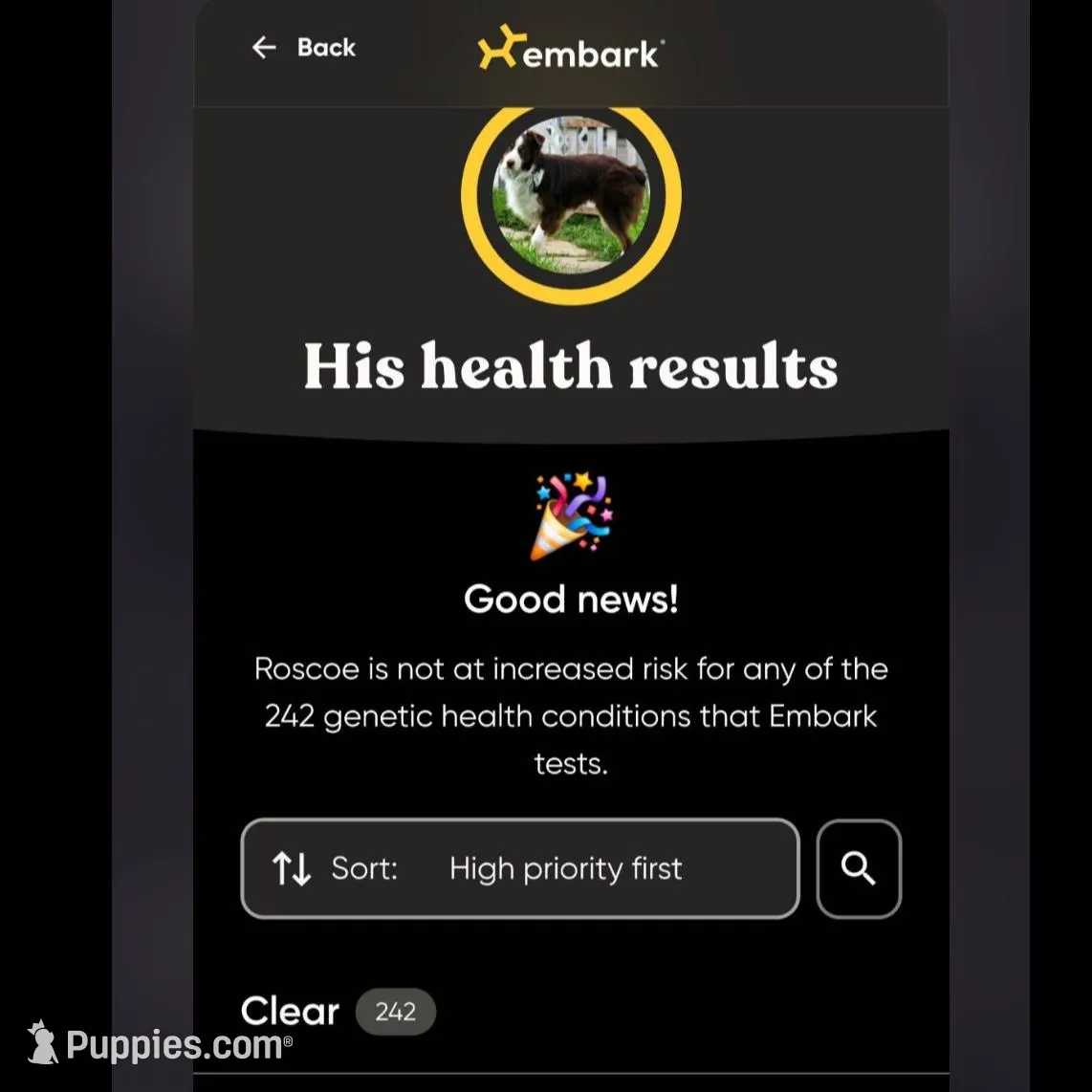 Male 1, a male Aussiedoodle for sale in Wilton, CA – Photo 7 of 7