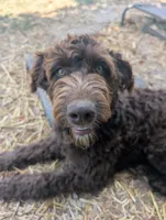 Dew, a female Aussiedoodle for sale in Wilton, CA – 3 of 10
